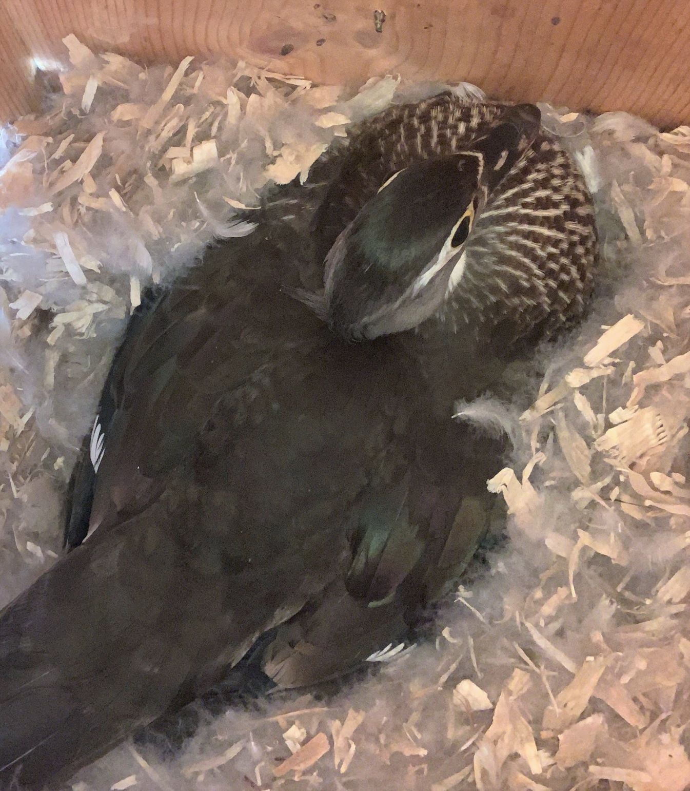 Nest box activity